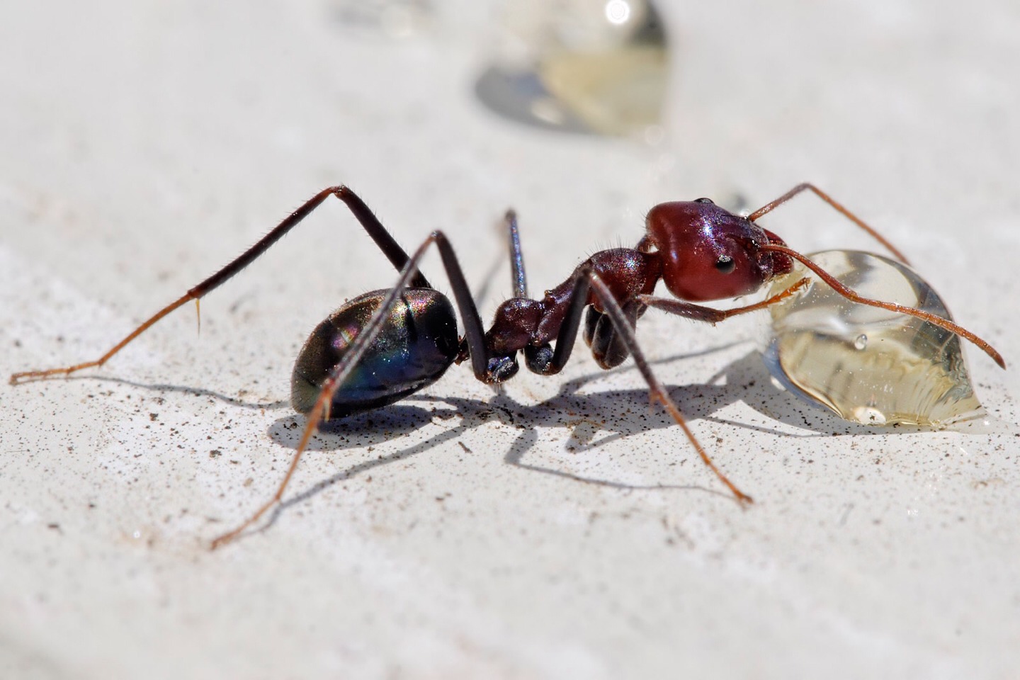 Do Ants Like Table Salt at Jonathan Lynch blog