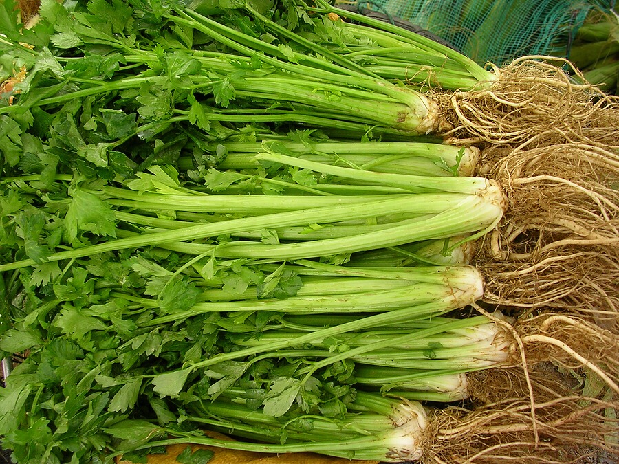 While Eating Celery You Burn 2x The Amount Of Calories That Is In Each