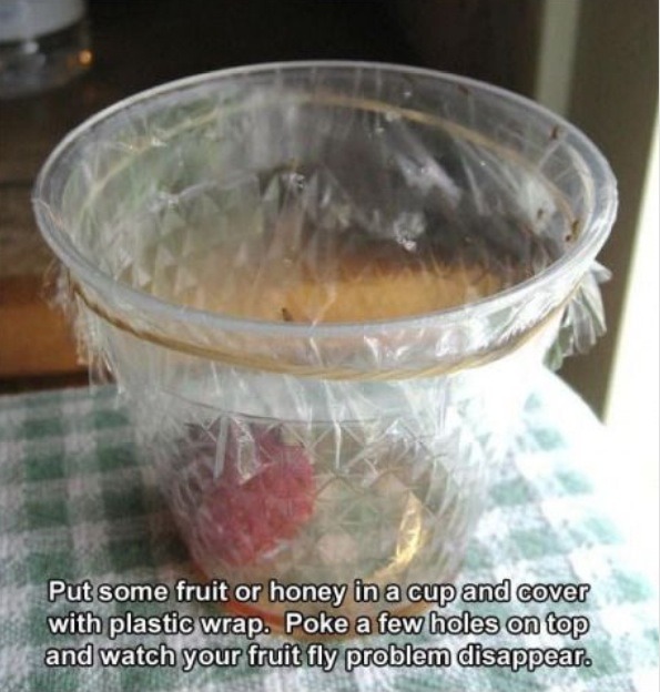 Keep Fruit Flies Away... Musely