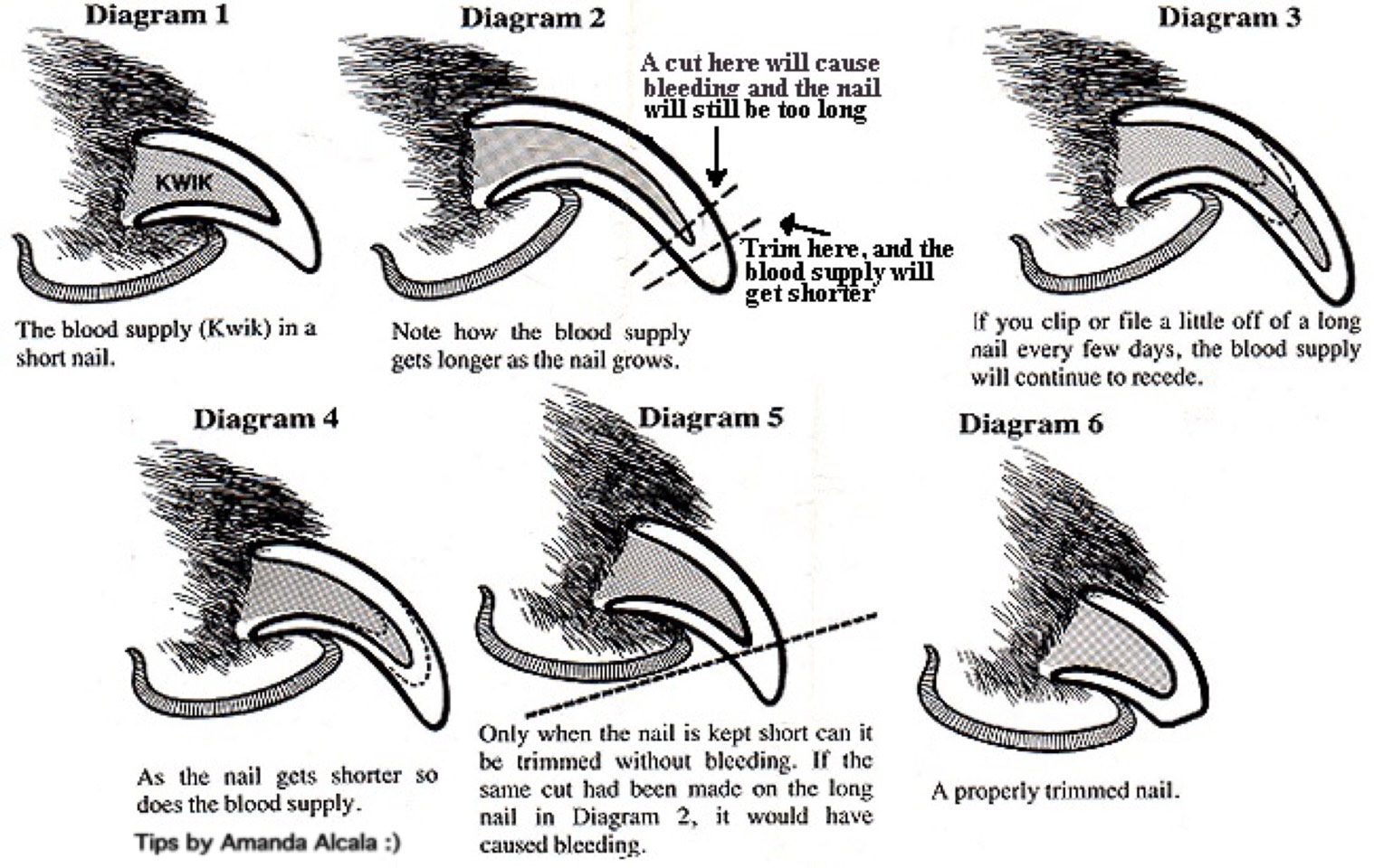  How To Clip Your Cat Dog Nails Tipit Musely