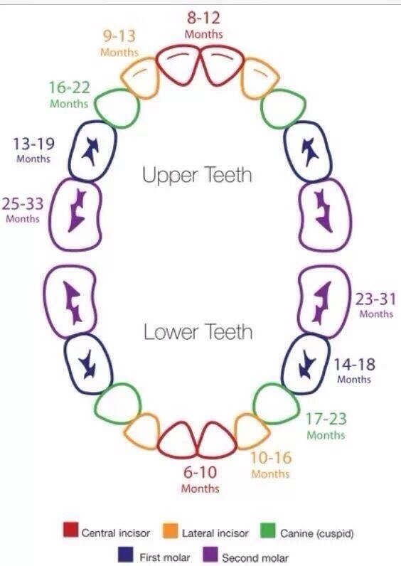 Baby Teeth Musely