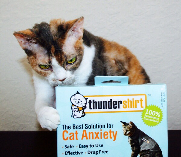 Is Your Dog Or Cat Scared Of Lightning, Thunder & Rain? THUNDERSHIRT To