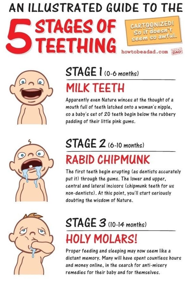 Baby Teething Stages Musely