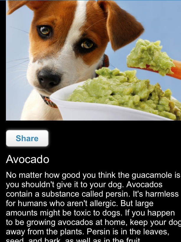 Dog Food That Helps With Itching Dog Food That Helps With Itching