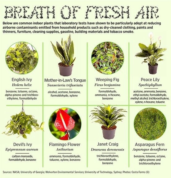 Breath Of Fresh Air Great Inside Plants By Olivia Garcia Musely Breath Of Fresh Air Great Inside Plants