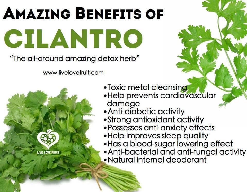 Cilantro Musely