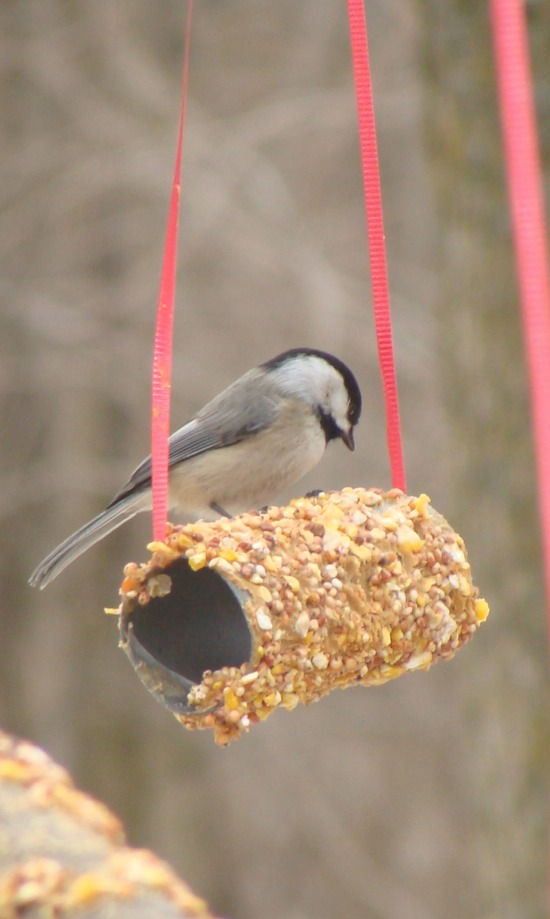 Easy To Make Bird Feeder By Sarah Hughes Musely