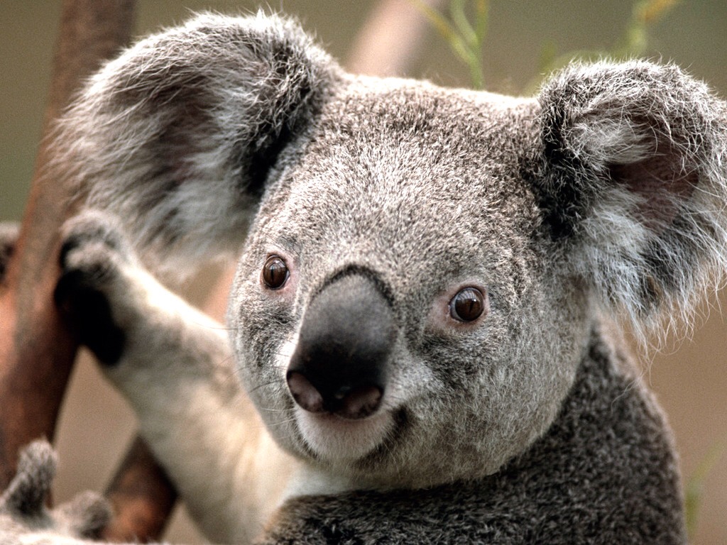 Fun Facts About Wildlife Musely