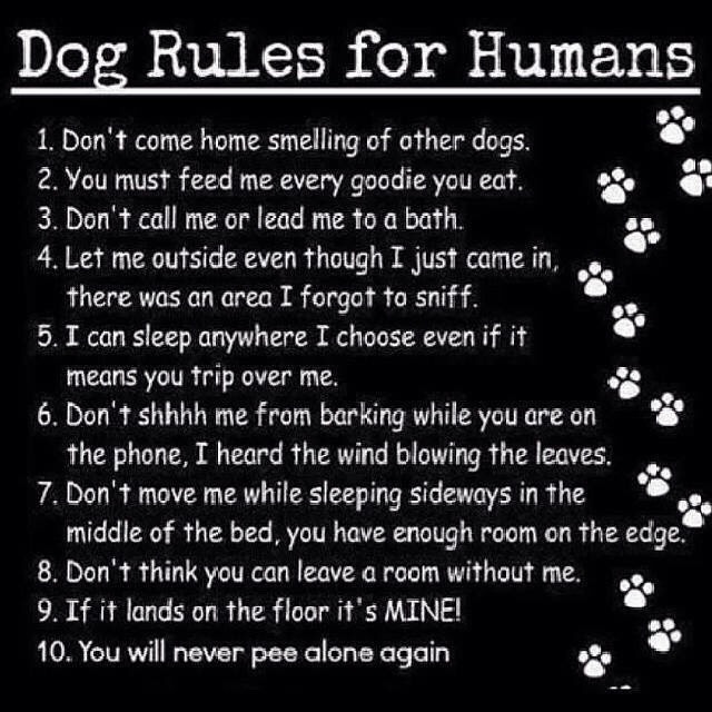 Funny Dog Rules To Humans Musely