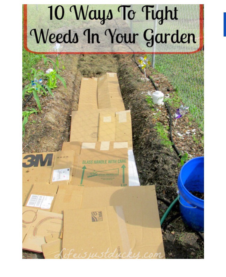 10 Ways To Keep Weeds Out Of The Garden!! Musely