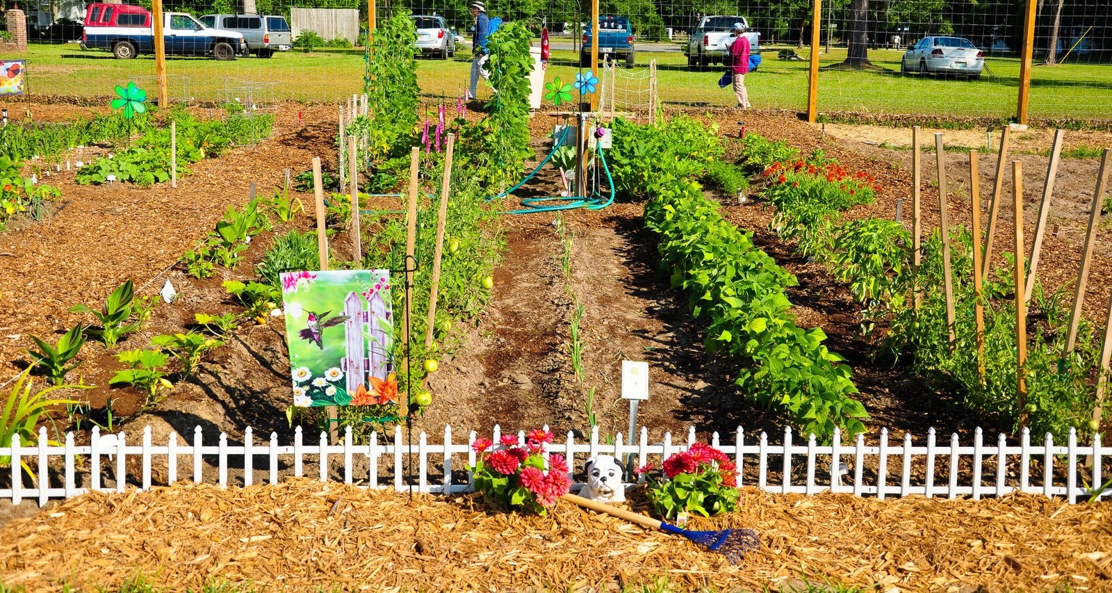 Easy Way To Have Plants Grow Faster Musely