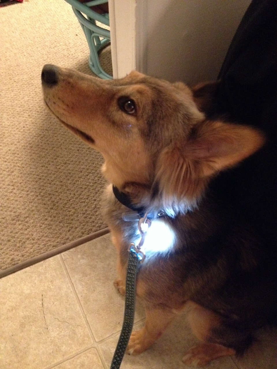 Walking Your Dog At Night Stay Safe Musely