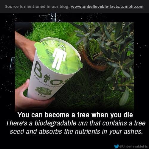 A Tree When You Die🌿 Musely