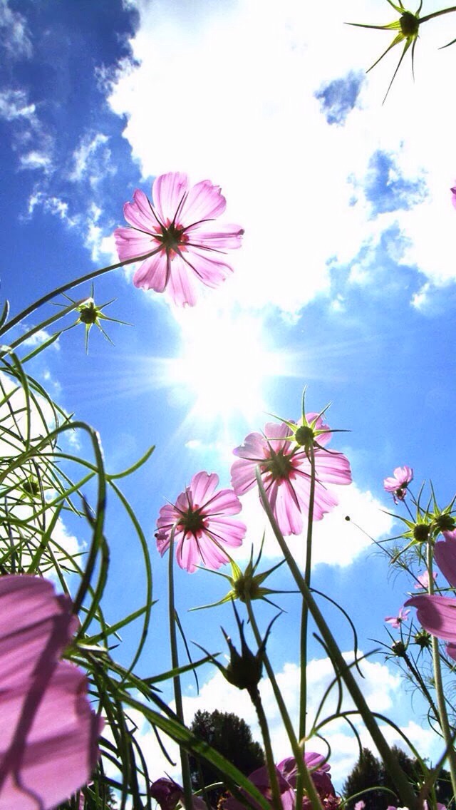 Wallpaper For iPhones Musely